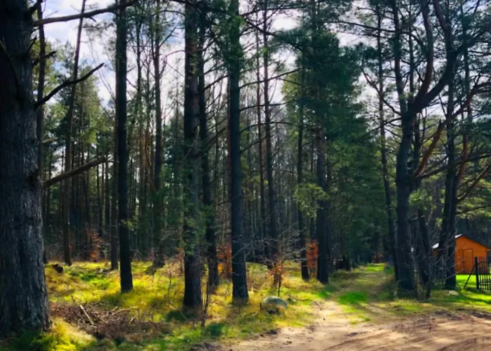 Daire Znowu Wrocisz Białogóra